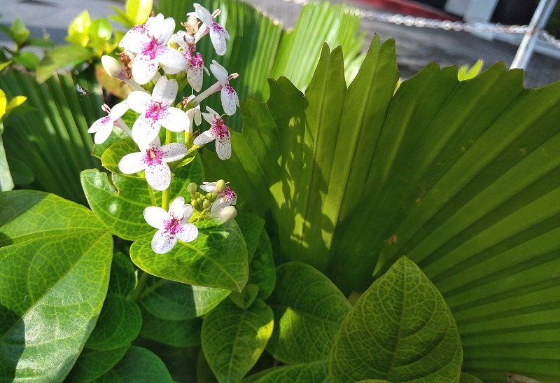 美丽的花在酒店栅栏前在泗水