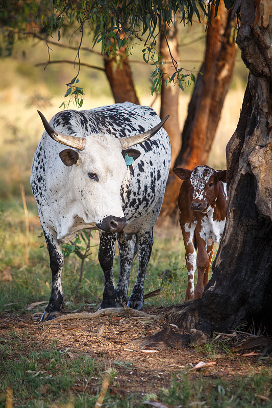 Nguni