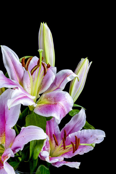 看星星的百合花