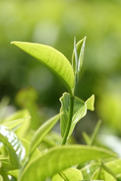 高原的绿茶嫩芽和嫩叶