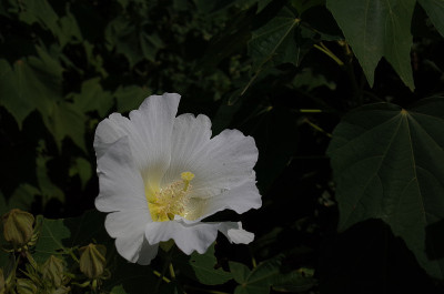 棉花Rosemallow