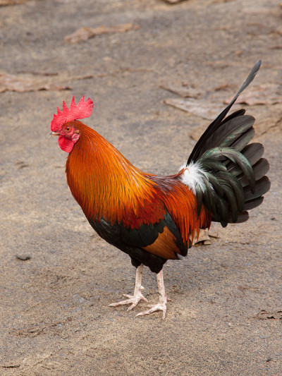 鲁斯Kaua 20