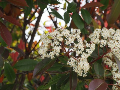 红叶石楠(photinia x fraseri)的白色花朵盛开