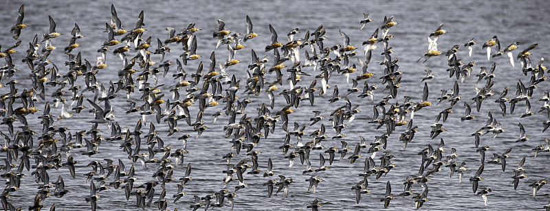 结(Calidris canutus)呢喃，Snettisham皇家鸟类保护协会，英国北诺福克
