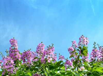 花映天空