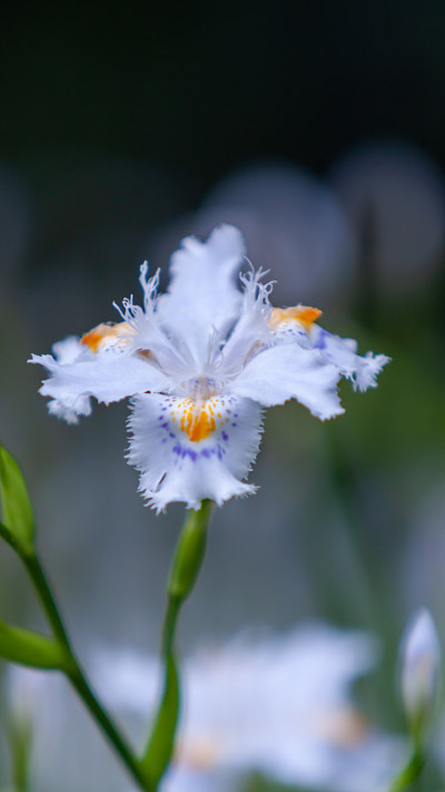 蝴蝶花