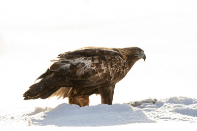 金鹰(Aquila chrysaetos)