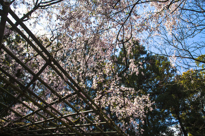 漂亮的樱花背景