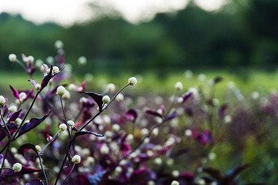 花