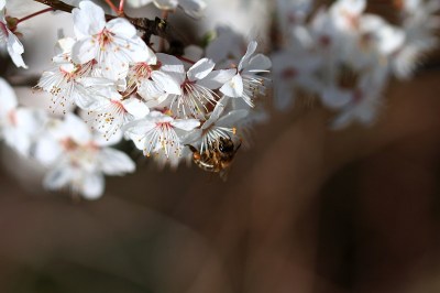 授粉