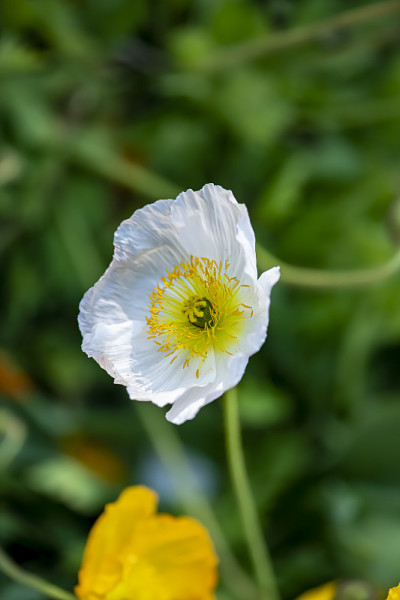 田野里的白花