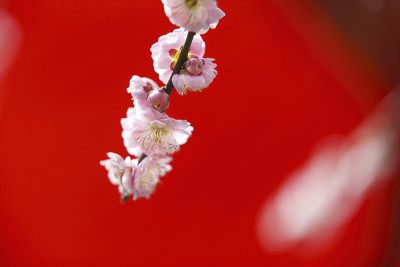 无果伞和梅花