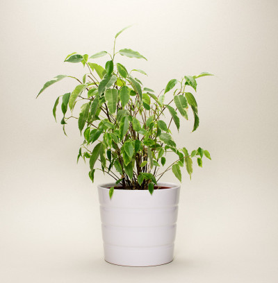 无花果属便雅悯植物