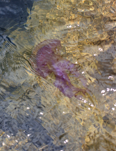 水母在海水里