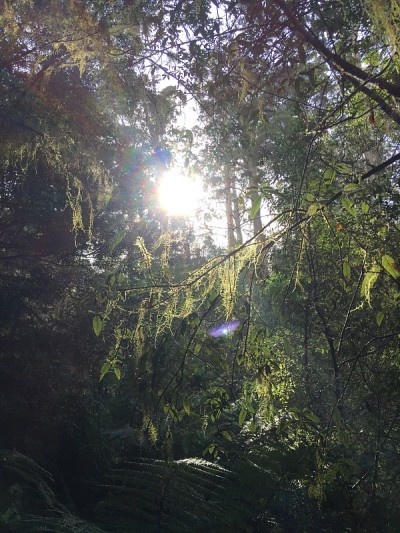 Maits Rest Rainforest Walk