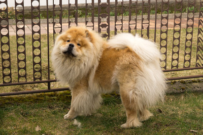 花园里的松狮犬。