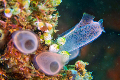 Ascidia, Tunicates, Lembeh，北苏拉威西，印度尼西亚