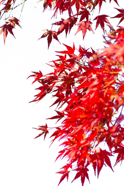 红枫叶上白