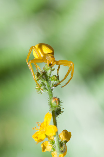 Misumena Vatia