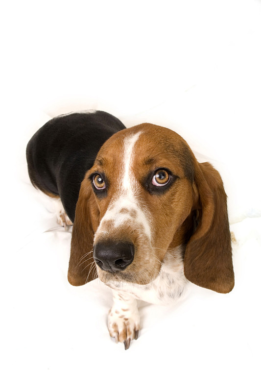 巴塞特猎犬抬头