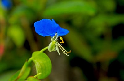 亚洲的黄花