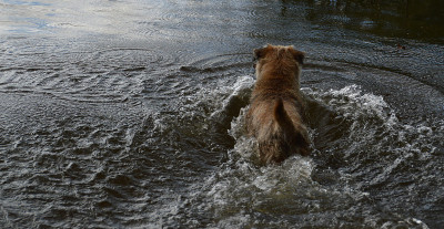 一只博德犬正在溅水