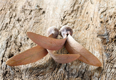Dipterocarpus seed