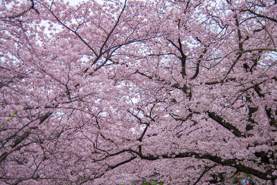 “Sakura”樱花在河边盛开