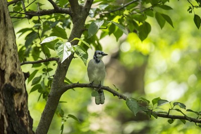 蓝鸟 (Cyanocitta cristata cristata)