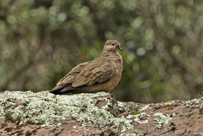 Black-winged Ground-dove