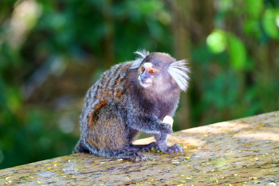 Common Marmoset (Callithrix jacchus) -巴西萨尔瓦多·da Ba