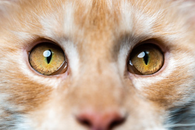 极端特写的红色虎斑美国浣熊猫看着相机