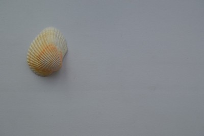海洋的组成和海洋贝壳的特写