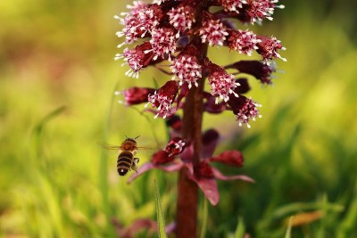 野生蜜蜂