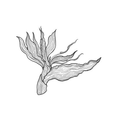 热带植物海里康属植物。线条艺术手绘集