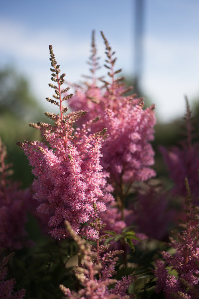 Astilbe