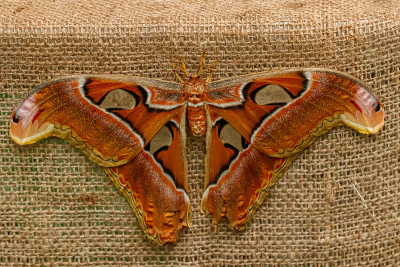 宏美丽的蝴蝶Attacus lorquin