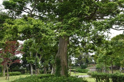 日本torreya