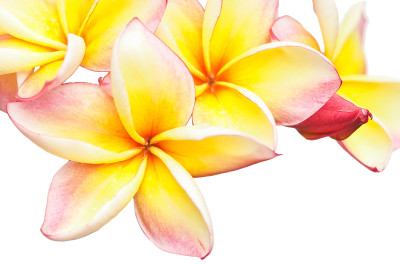 美丽的粉红色plumeria