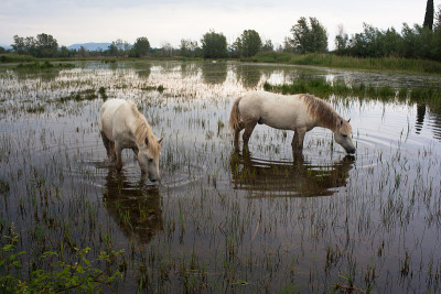 Camargue horses