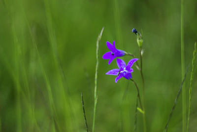 蓝铃花(Campanula patula)