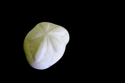 海饼干沙美元
