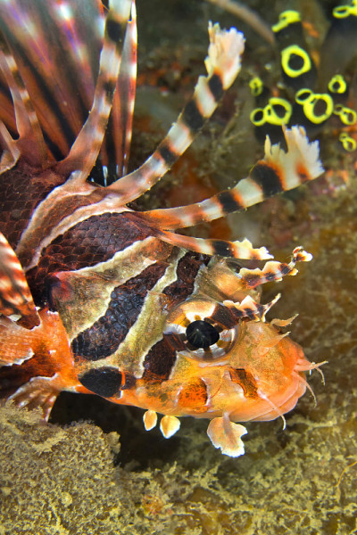 Spotfin Lionfish, Lembeh，北苏拉威西，印度尼西亚