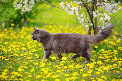 灰色毛茸茸的缅因猫走过草地和蒲公英在夏天的阳光