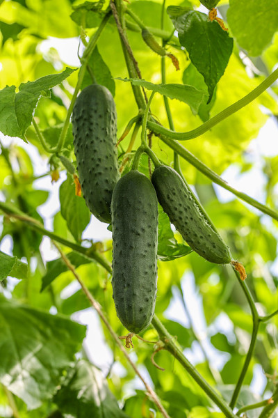 花园里的小黄瓜