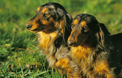 长发Dachsund,成年人