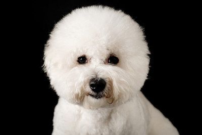 比雄被孤立在黑色背景上。卷毛比雄犬小狗。白狗。修饰后的比雄