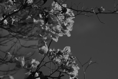 樱花特写在单色