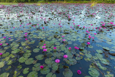 湖的莲花