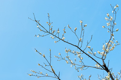 梅花在早春开花